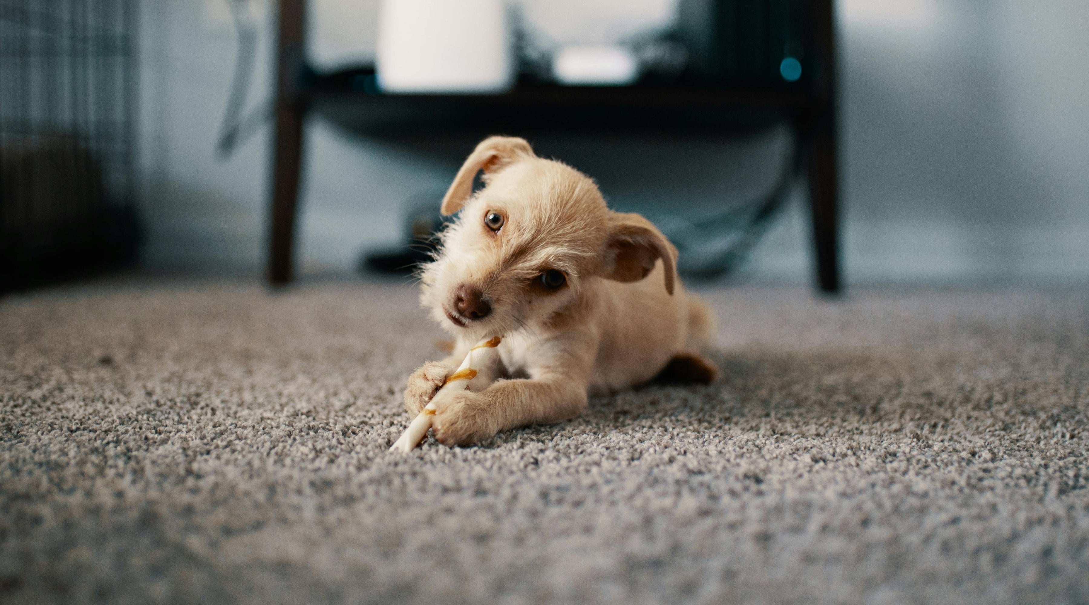 What Are The Best Carpets for Pets?