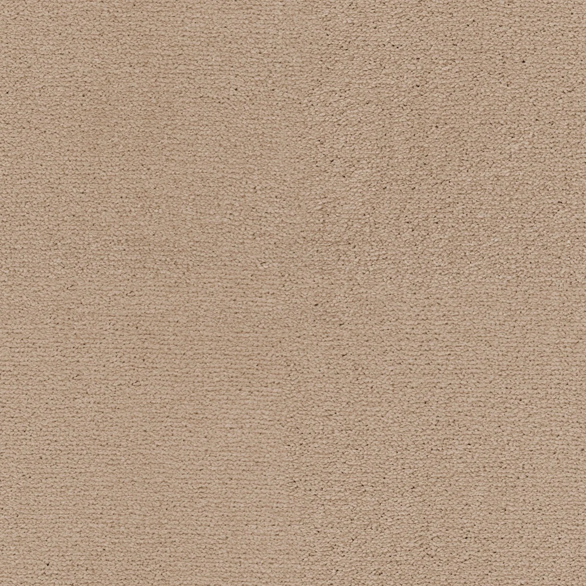 Sahara