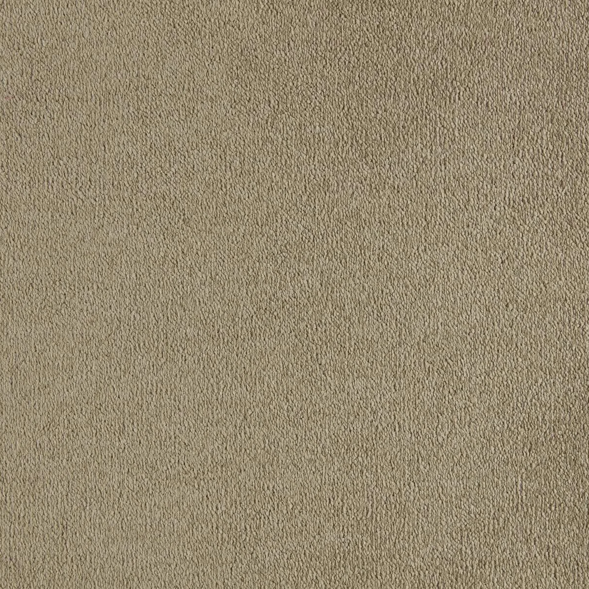 Sahara