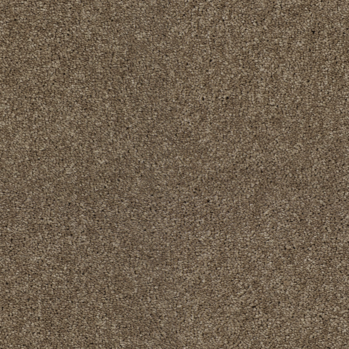 Chestnut 190