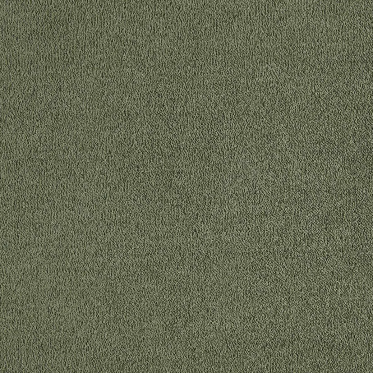 Sahara